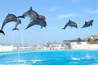 Dolphins Wallpapers HD Desktop Backgrounds