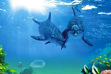 Dolphins: Dolphin Paradise Water Dolphins Porpoise Backgrounds ...