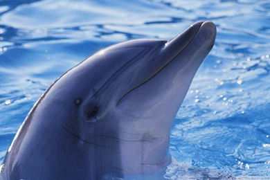 Dolphins: MUM BUB Beautiful Sea Nature Dolphins Dolphin Best ...