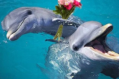 Dolphins: Dolphins Love Water Animals 0000 Backgrounds Pictures For ...