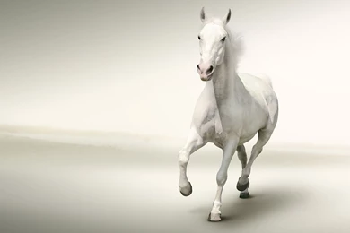 White Horse Wallpapers   HD Wallpaper Backgrounds Of Your Choice