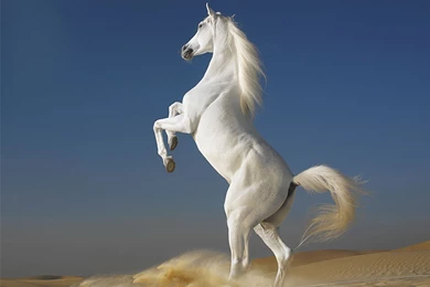 Beautiful Wallpapers: White Horse Wallpapers