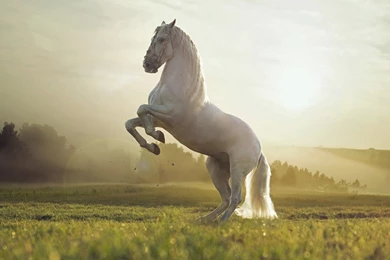 Horse Wallpapers