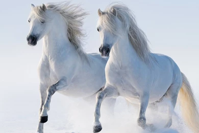 White Horse Wallpaper Images : Animal Wallpapers   Rakaruan.com