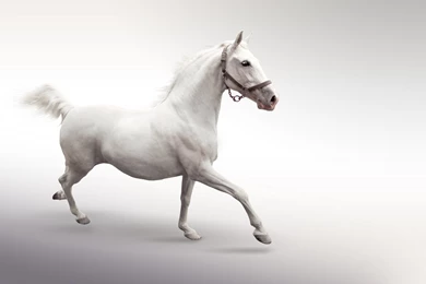 White Horse Wallpapers