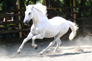 High Resolution Beautiful Animal White Horse Wallpapers HD 6 Full ...