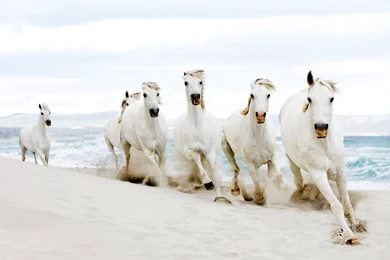 6815625 white horse wallpapers