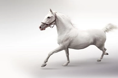 High Resolution Beautiful Animal Running White Horse Wallpapers HD ...