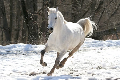 High Resolution Beautiful Animal Running White Horse Wallpapers HD ...