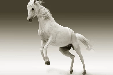 White Horse HD Wallpapers. 4K Wallpapers