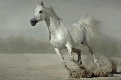 White Running Horses Wallpapers