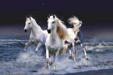 White Horse Wallpapers White Horse Wallpapers White Horse ...