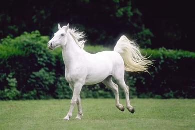 White Horse Wallpapers Full HD Uncalke.com