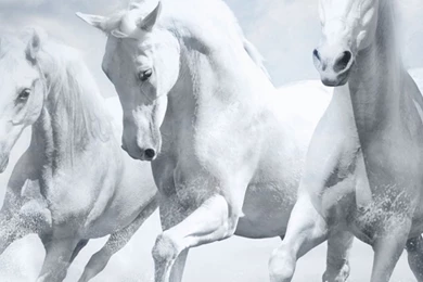 White Horse Wallpapers   Mobile Wallpapers