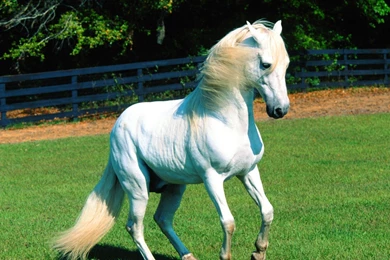 White Horse Wallpapers Picture   Uncalke.com