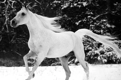 White Horse Wallpapers Uncalke.com