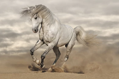 White Horses Wallpapers HD Resolution With HD Wallpapers   Kemecer.com