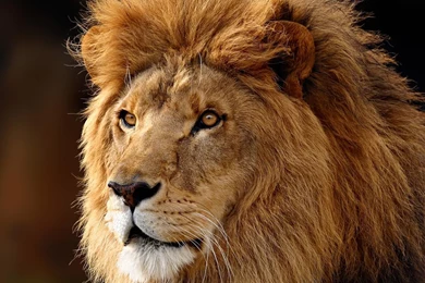 Lion Attacking Hd Wallpapers