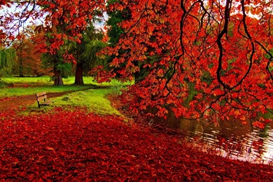 Fall Leaves Backgrounds Wallpapers