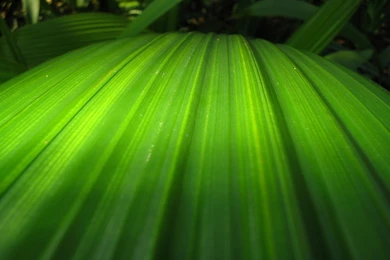 50883 Opensuse.organic.02 WallpaperSuggest.com