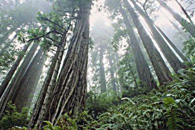 Hd Nature Images, Wallpapers Of Natures, Organic, Plants, Fresh Air ...