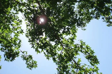 Organic Sunlight Desktop Wallpapers