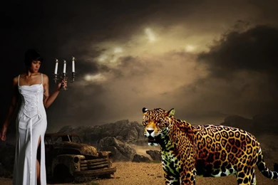 CHEETAH MY FRIEND WALLPAPER   (