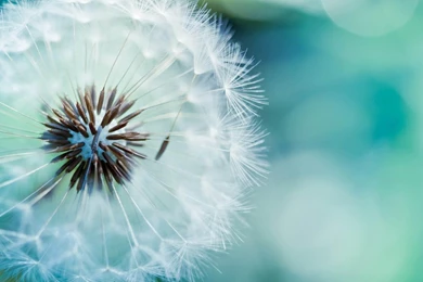 Flower Wallpapers Tumblr Collection (33+)