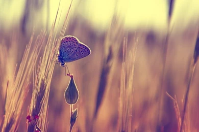 New Year Wallpapers Desktop Wallpapers Hd Widescreen Free Download ...