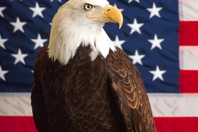 Miscellaneous: Liberty And Justice For All, Picture Nr. 21132