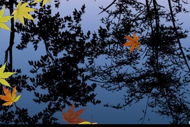 Download Live Wallpapers For Droid   Wallpapers Zone