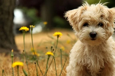 Download Windows Theme At Free Download 64