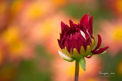 Garden Glance" Microsoft Theme HD Wallpapers Flowers And ...