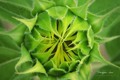 Garden Glance" Microsoft Theme HD Wallpapers Flowers And ...