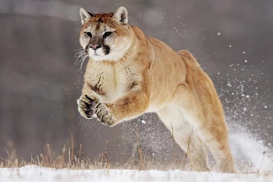 Puma Animal HD Wallpapers