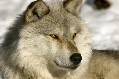 Nordic Wolf >> HD Wallpaper, Get It Now!