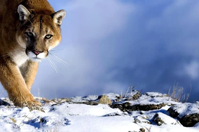 Puma Animal Wallpapers HD   HD Wallpaper Backgrounds Of Your Choice