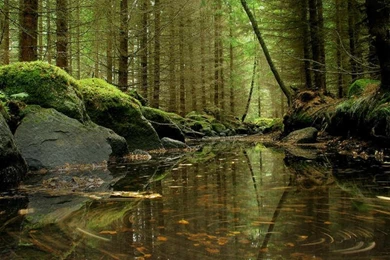 Ice Nature Snow Trees Forest Streams Rivers Nordic 1920x1200 ...