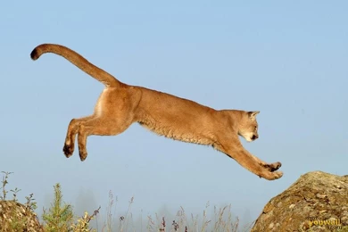 YouWall   Puma Wallpapers   Wallpaper,wallpapers,free Wallpapers ...