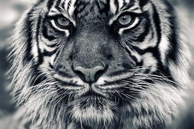 White Tiger Wallpapers Collection (46+)