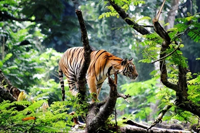 Bengal Tiger Wallpapers Widescreen