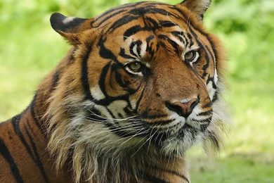 Tiger Wallpapers Hd Free Download