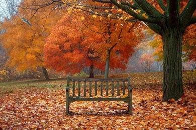 Download Desktop Wallpapers Indian Summer