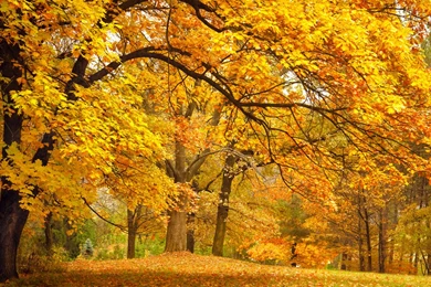 Download Desktop Wallpapers Indian Summer