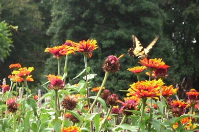 MLeWallpapers.com   Butterfly In Daisies