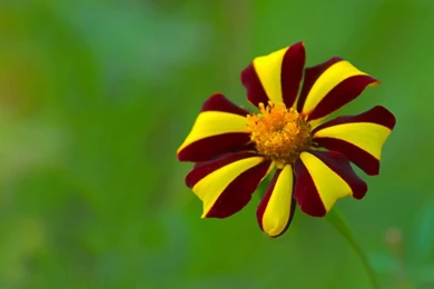 Hd Flowers Wallpapers