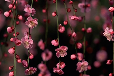 Flowers Spring Wallpapers Flower Pink 1920x1080