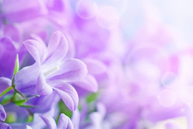 Bunch Of Flowers Images And Wallpapers Download