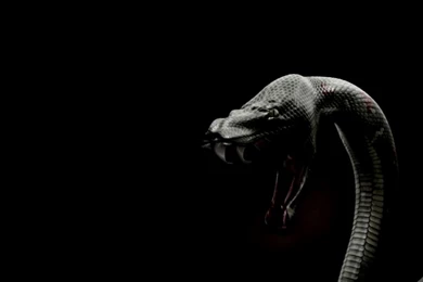 Black Mamba Iphone Wallpapers