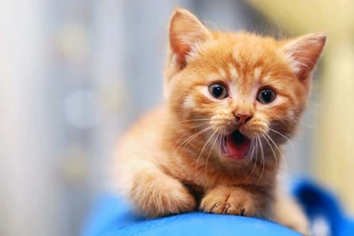 Best Cute Cats HD Wallpapers Free Download PC   Online Fun